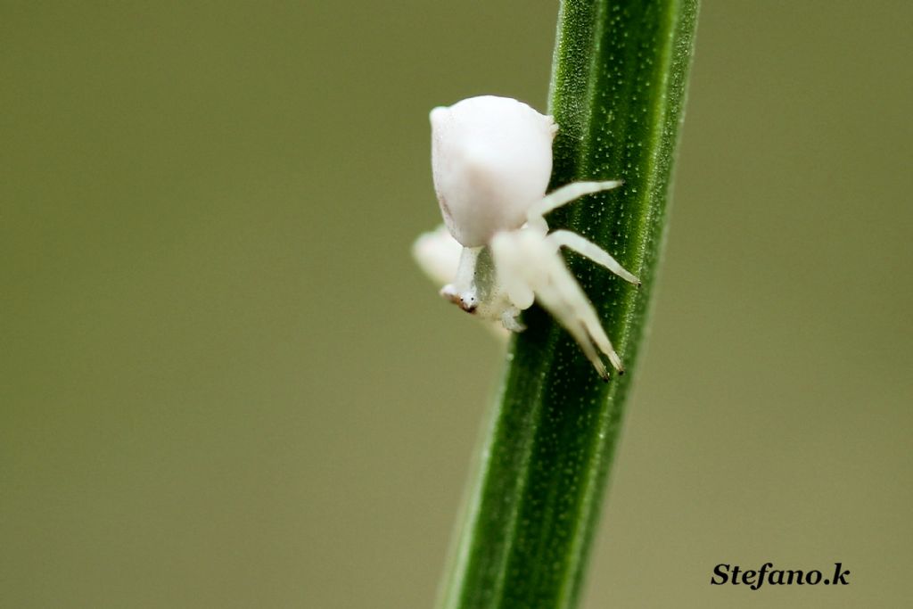 Giovane Thomisus onustus - Padriciano (TS)